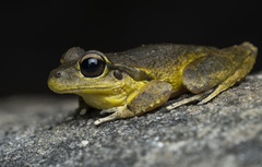 Ranoidea lesueuri