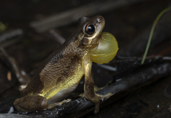 Litoria quiritatus