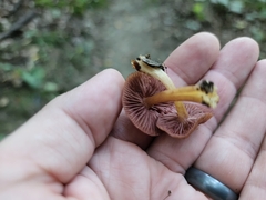 Mycena rutilantiformis