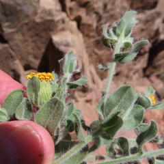 Heterotheca fulcrata