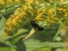Eristalinae
