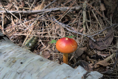 Amanita jacksonii