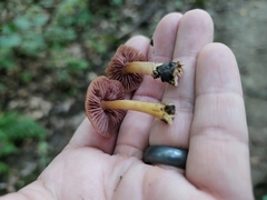 Mycena rutilantiformis