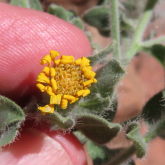 Heterotheca fulcrata