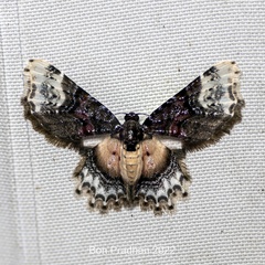 Macrohastina gemmifera