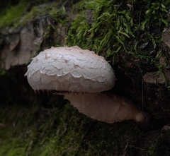 Hemipholiota populnea