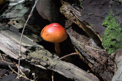 Amanita jacksonii