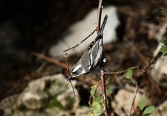 Setophaga nigrescens