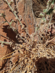 Heterotheca fulcrata