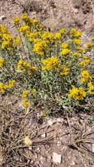Chrysothamnus viscidiflorus