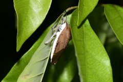 Tessaratoma papillosa