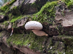 Hemipholiota populnea