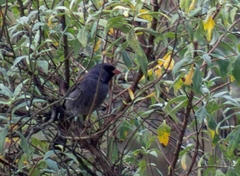 Spizella atrogularis