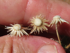 Heterotheca fulcrata