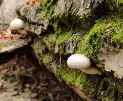 Hemipholiota populnea