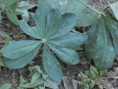 Lupinus latifolius