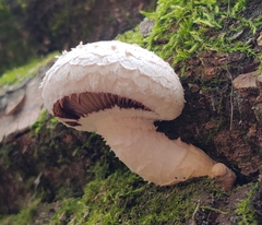 Hemipholiota populnea