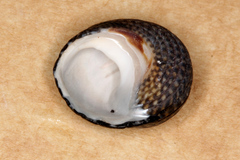 Diloma aethiops