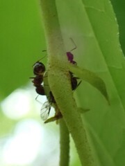Camponotus subbarbatus