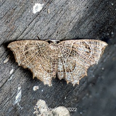 Epiplema reticulata