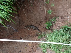 Caiman crocodilus fuscus