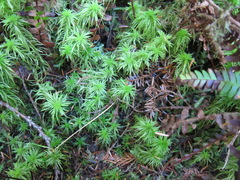 Sphagnum girgensohnii