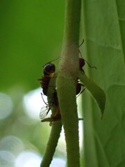 Camponotus subbarbatus