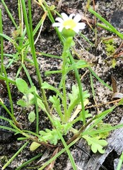 Brachyscome goniocarpa