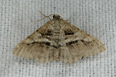 Digrammia continuata