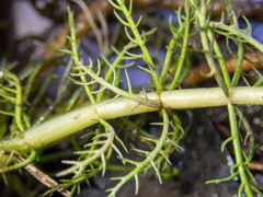 Myriophyllum