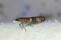 Moodna ostrinella