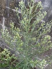 Erigeron sumatrensis