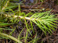 Myriophyllum