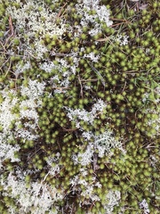Cladonia rangiferina