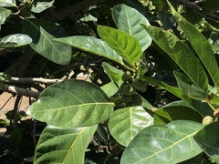 Ficus septica