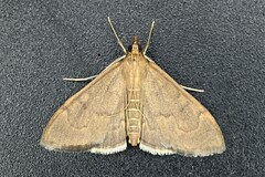 Saucrobotys futilalis