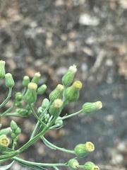 Erigeron sumatrensis