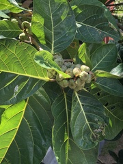 Ficus septica