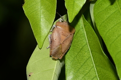 Tessaratoma papillosa