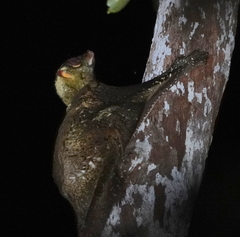 Galeopterus variegatus