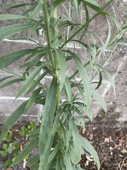 Erigeron sumatrensis