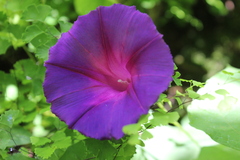 Ipomoea orizabensis orizabensis