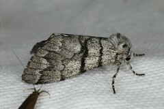 Panthea furcilla