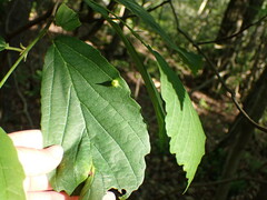 Hamamelis virginiana