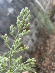 Erigeron sumatrensis