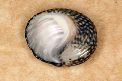 Diloma aethiops