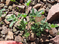 Phaseolus filiformis