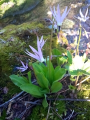 Primula jeffreyi