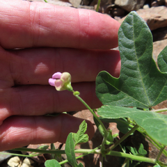 Phaseolus filiformis