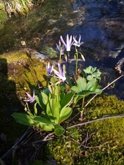 Primula jeffreyi